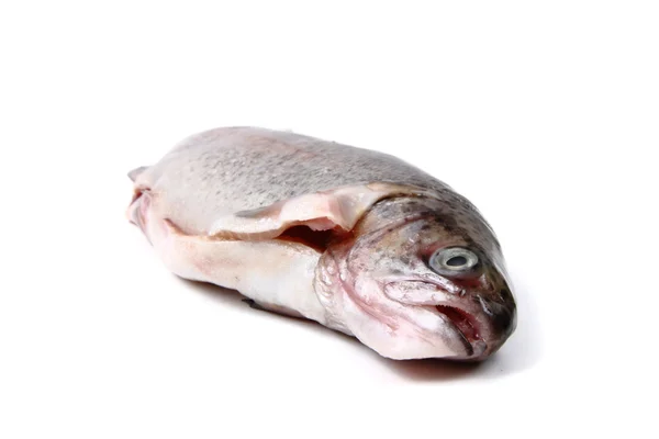Öring fisk — Stockfoto