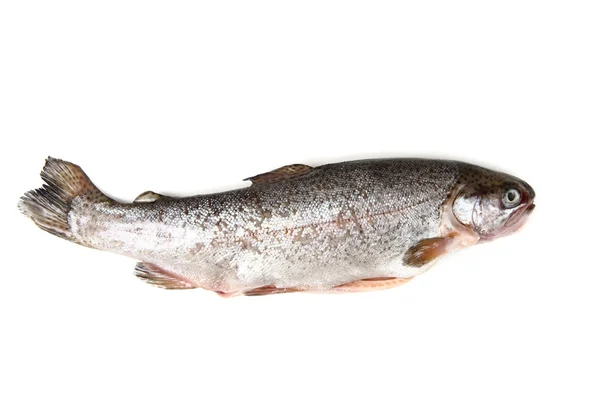 Риби форелі — стокове фото