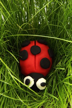 Ladybird gelen hamuru