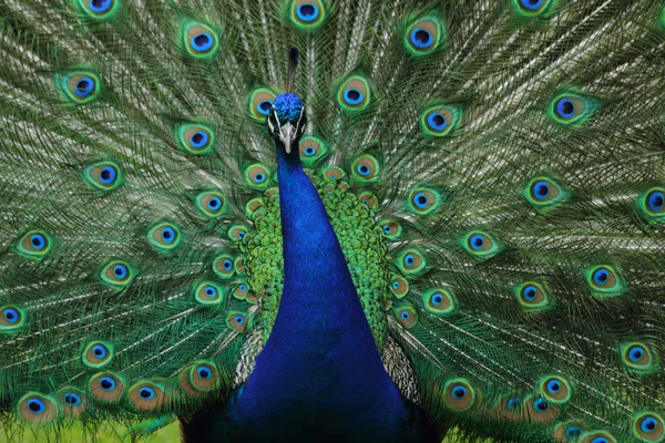 漂亮的蓝色和绿色孔雀 — 图库照片