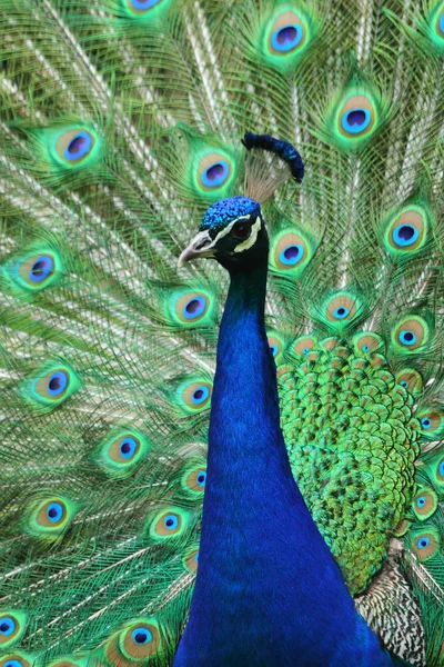 Nice blue and green peacock — Stock Photo, Image