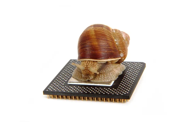Snail isolated on the computer heart — Stock Photo, Image