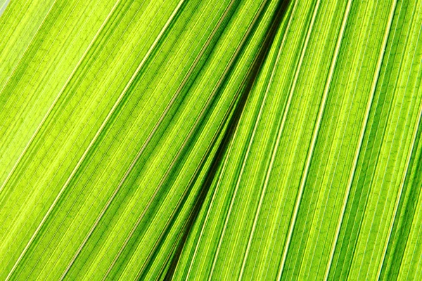 Sfondo foglia di palma verde — Foto Stock