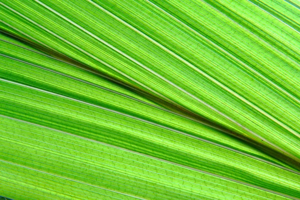 Zelené palmové listy pozadí — Stock fotografie