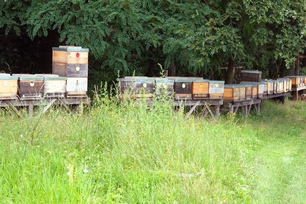 Bee farm — Stock Photo, Image