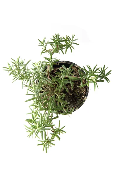 Rosemary rostlina — Stock fotografie
