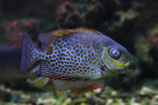 Colore pesce esotico — Foto Stock