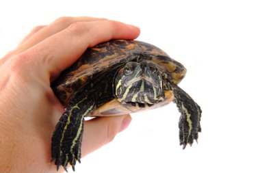 Turtle in the hands clipart