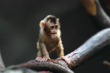 küçük maymun çocuk