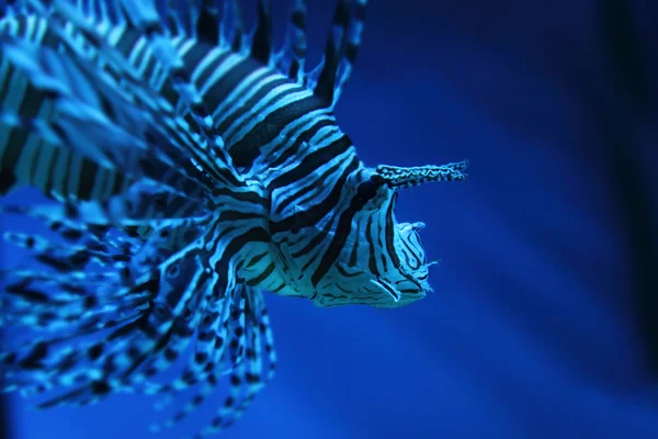 Leeuw vis (dragonfish, scorpionfish) — Stockfoto