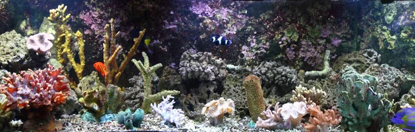 Aquarium-Hintergrund — Stockfoto