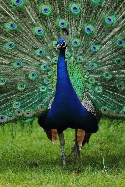 Zeer mooie peacock — Stockfoto