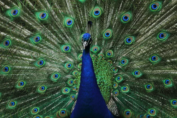 Very nice peacock — Stock Photo, Image