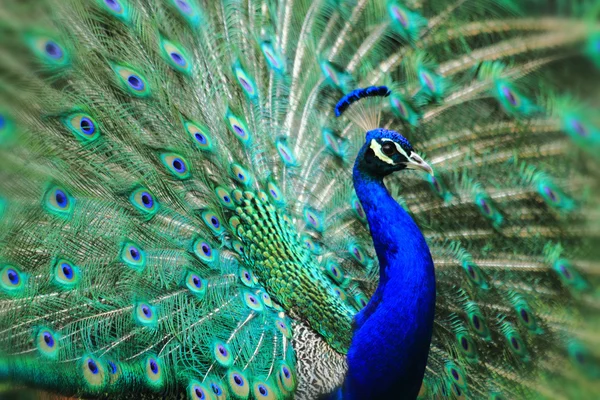 Very nice peacock — Stock Photo, Image