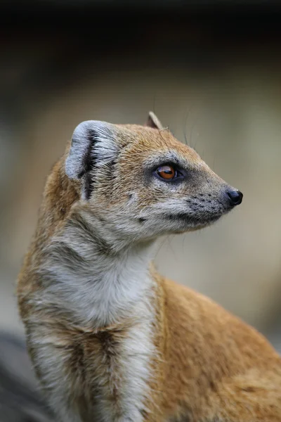 stock image Head of weasel