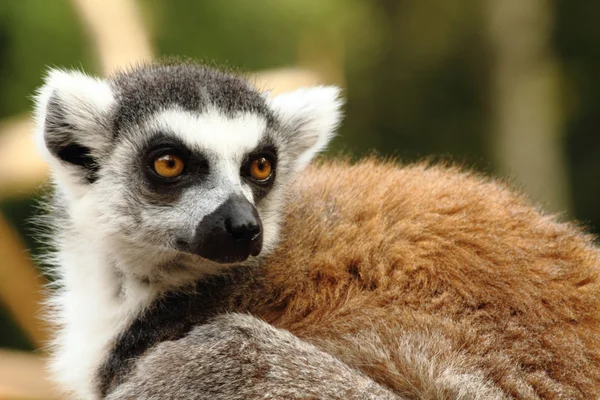 Chef för lemur apa — Stockfoto