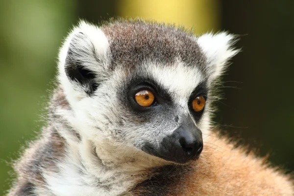 Head of lemur monkey — Stock Photo, Image
