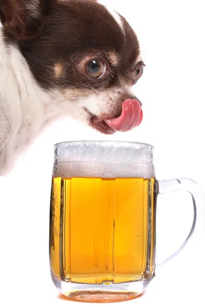 Chihuahua ve su bira — Stok fotoğraf