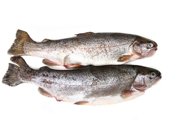 stock image Raw trout fishes