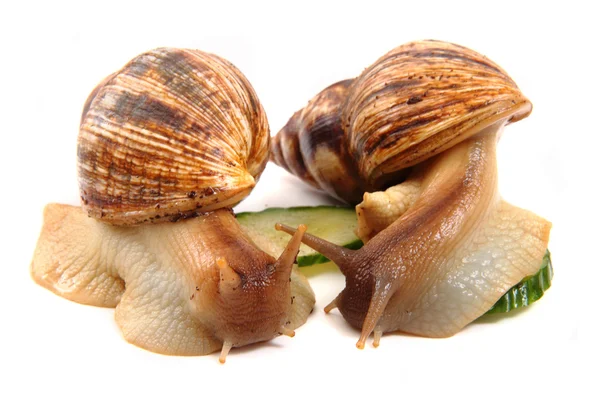 Escargots comme couple heureux — Photo