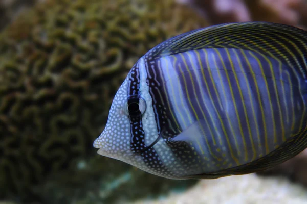Exotic sea fish — Stock Photo, Image