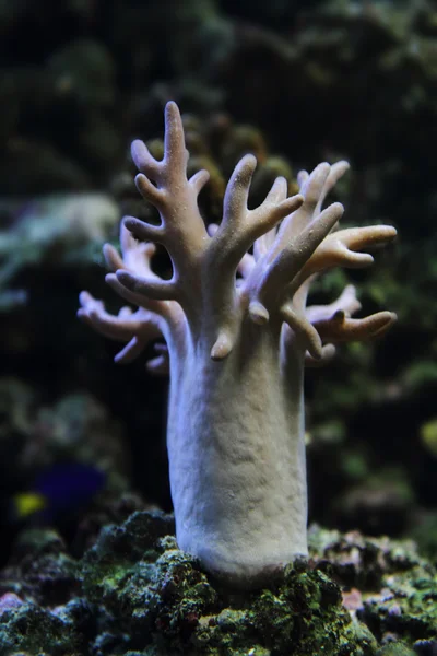 Exotiska coral — Stockfoto