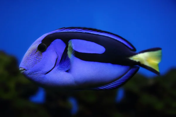 Egzotik Deniz balığı — Stok fotoğraf