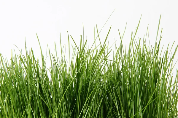 stock image Green grass