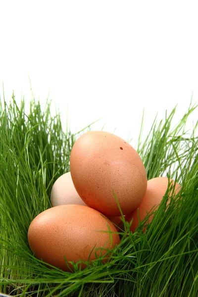 stock image Easter eggs in the green grass