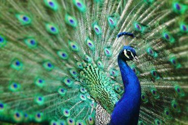 Peacock with nice feathers clipart