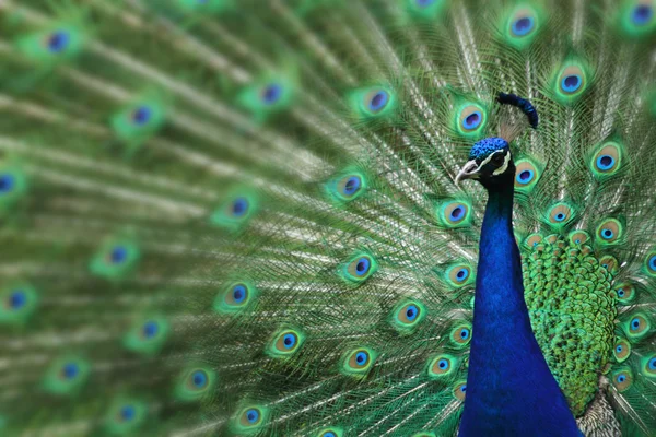 Peacock with nice feathers — Stock Photo, Image