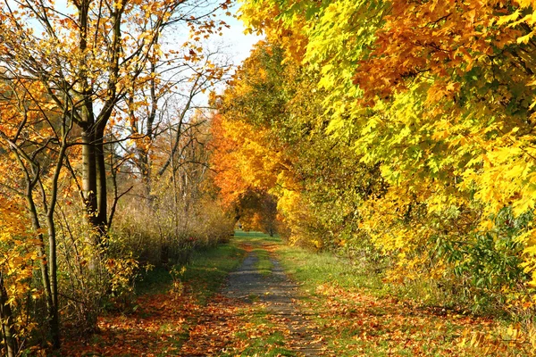 Camino de otoño en el parque —  Fotos de Stock