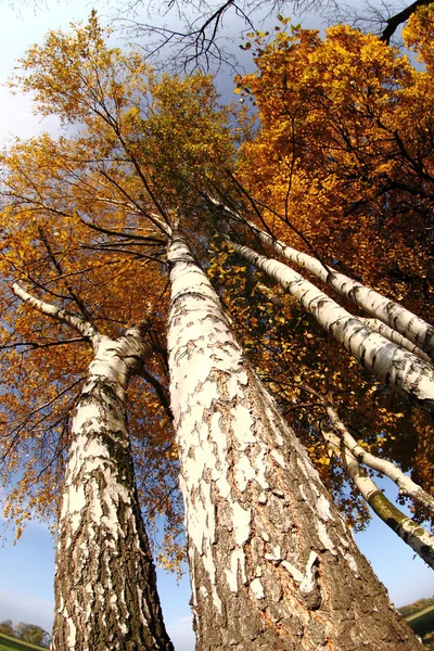 秋に古い木 — ストック写真