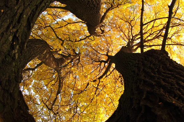 Régi fa őszi — Stock Fotó