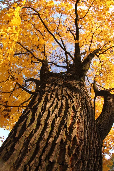 Stare drzewa jesienią — Zdjęcie stockowe