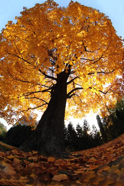 Árvore velha no outono — Fotografia de Stock