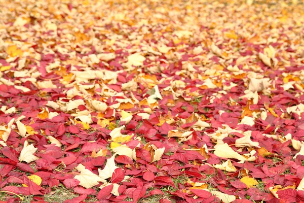 Autumn leafy background — Stock Photo, Image