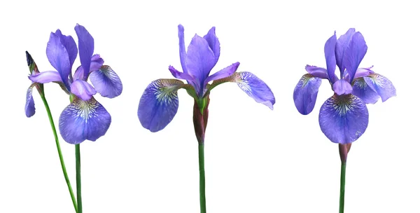 Iris bleus — Photo