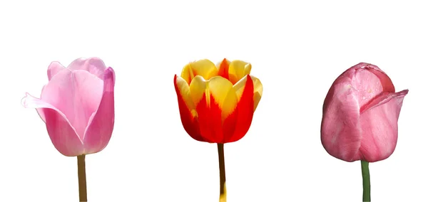 stock image Colored tulip