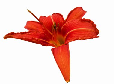 Turuncu lilly