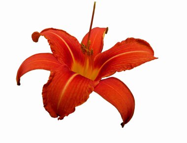 Turuncu lilly