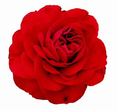 Red rose clipart