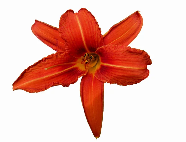 Πορτοκαλί lilly — Φωτογραφία Αρχείου