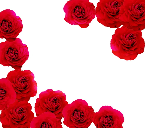 Красная роза — стоковое фото