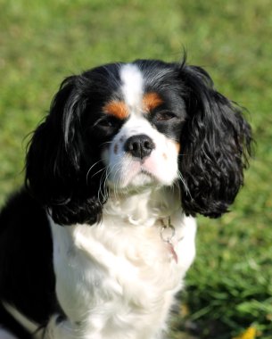 Şövalye Kral Charles Spaniel köpeği