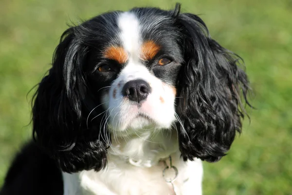 stock image King Charles Spaniel dog