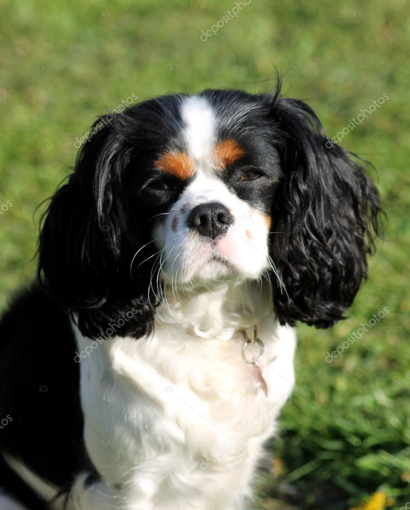 Caine Cavalier Cavalier king charles spaniel hund — Stockfotografi © speedfighter17