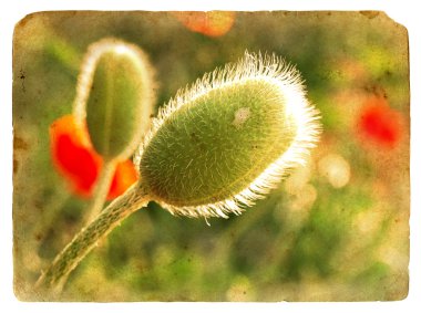 Poppy bud. Old postcard. clipart