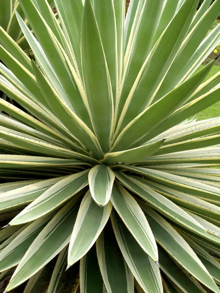 Tropische Pflanze Aloe — Stockfoto