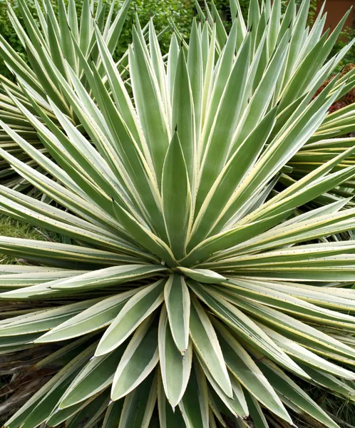 stock image Tropical plant aloe,